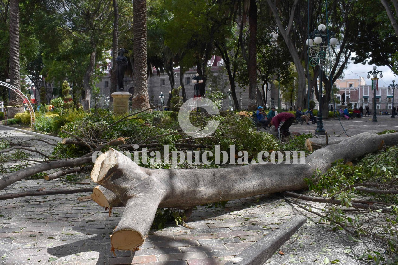 Desde el Congreso buscan frenar el derribo de árboles y aumentar áreas verdes en Puebla - Capital Puebla